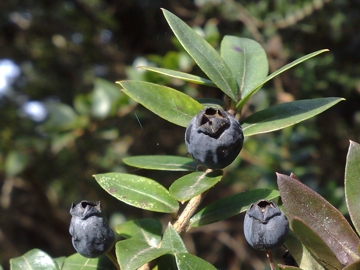 Arbusto sulle dune - Myrtus communis